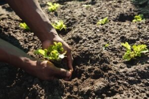 Minority Farmer Discrimination Lawsuit