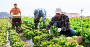 Minority Farmer Compensation