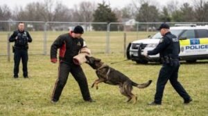 police dog bite compensation